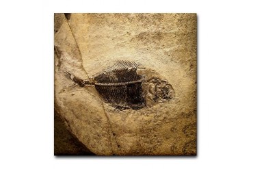 Fish Fossil Image Art Tile Coaster Slit Rock