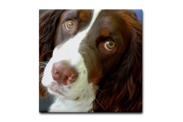 Sweet Molly Springer Spaniel Spaniel Tile Coaster by CafePress