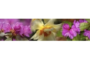 Details of flowers Poster Print by Panoramic Images (48 x 12)