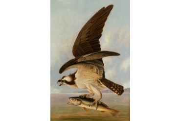 Osprey And Weakfish Poster Print (24 x 36)
