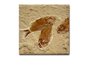 Fossil Image Art Tile Coaster 3 Fish Fossils