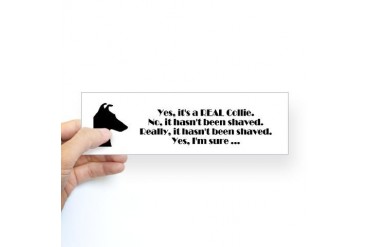 Bumper Sticker Collie Sticker Bumper by CafePress