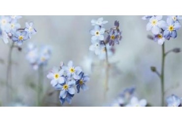 Forget-Me-Nots Poster Print by Ian Winstanley (24 x 48)