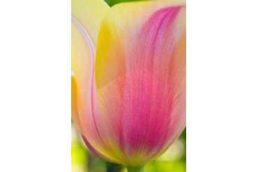Tulip Macro II Poster Print by JoAnn Arduini (24 x 36)