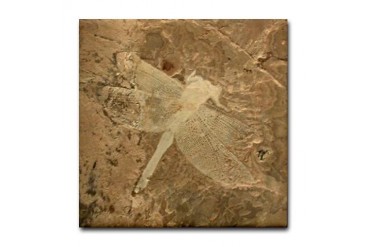 Dragonfly Insect Fossil Image Art Tile Coaster