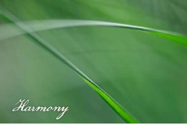 Harmony Poster Print by Cora Niele (24 x 36)