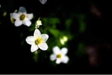 White Petals I Poster Print by Beth Wold (24 x 36)