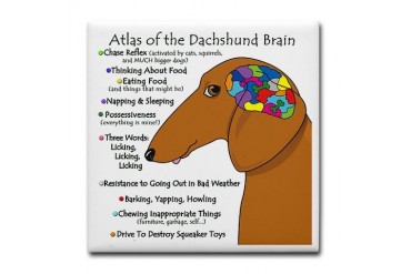 Dachshund Brain Atlas Tile Coaster
