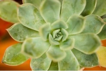 Macro Succulent I Poster Print by Erin Berzel (12 x 18)