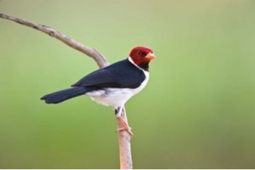Yellow-Billed cardinal on a branch, Three Brothers River, Meeting of