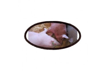 Pig Love Love Patches by CafePress