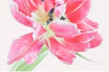 Catchy Flower Poster Print by Cora Niele (24 x 36)