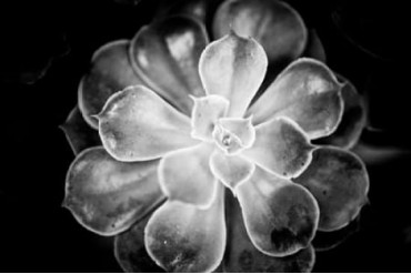 Monochrome Succulent VI Poster Print by Erin Berzel (12 x 18)
