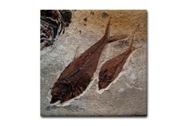 Fish Fossil Image Art Tile Ceramic Coaster