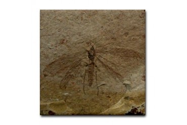 Insect Follsil Stone Art Insect Tile Coaster by CafePress