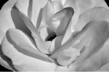 Macro Flower I Poster Print by Brian Moore (24 x 36)